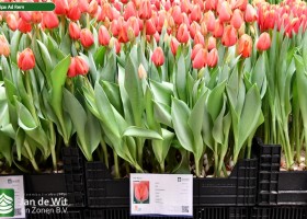 Tulipa Ad Rem (1)